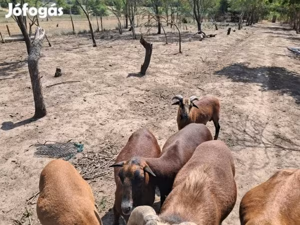 雄羊, Cameroon sheep — ハンガリー