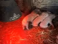 Säue, Schweine — Foto 1