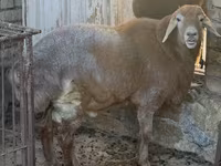 Baran, Arashan sheep — zdjęcie 2