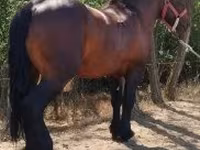Horse (M), Horses — photo 4