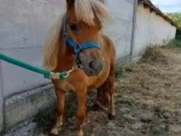 Cheval, Chevaux — Hongrie