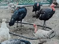 Turkeys — foto 7