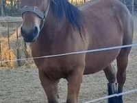 Stute, Hungarian horse breed — Foto 2