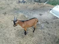 雄ヤギ, Alpine goat — 写真 2