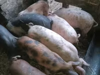 Cerdos (lote, sexo no especificado), Cerdos — foto 5