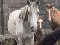 Kobila, Mugalzhar horse — fotografija 4
