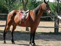 Koń, Konie — zdjęcie 1