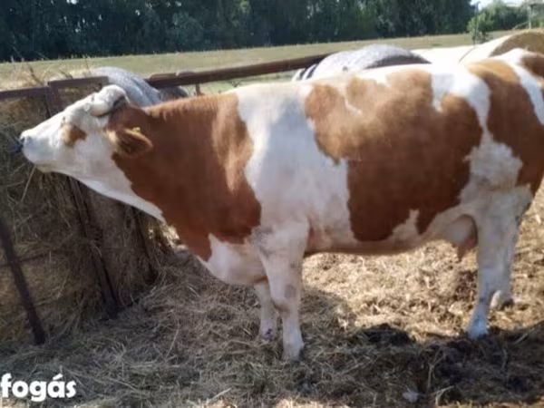 Vaca, Simmental cattle