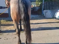 Caballo, Caballos — foto 3