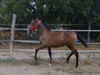 Madyan, Lipizzaner — foto 4