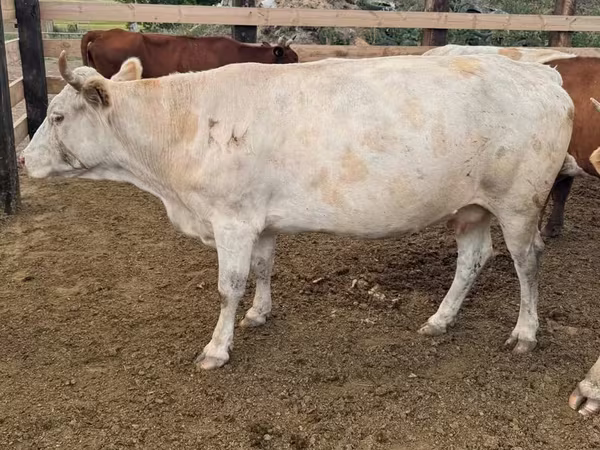 Krowa, Swiss cattle