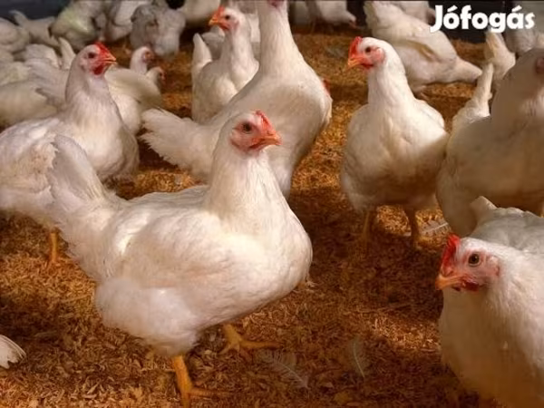 Chickens