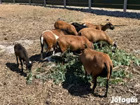 Ovan, Cameroon sheep — fotografija 2
