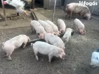 猪（批次，未指定性别）, Pigs — 照片 1