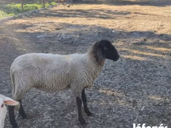 Schaf, Tsigai sheep