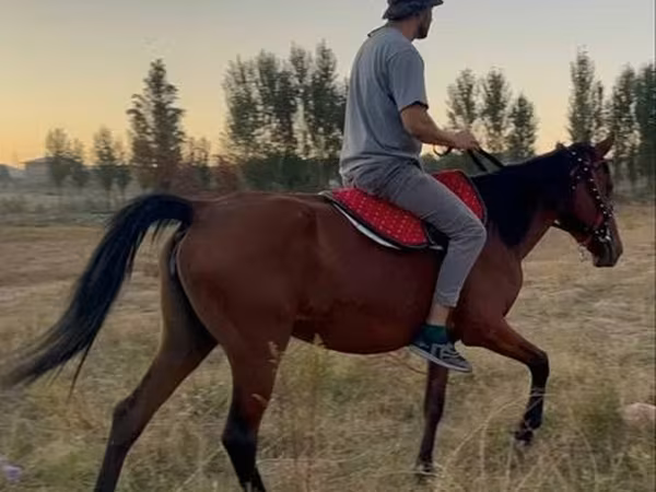 Égua, Cavalos