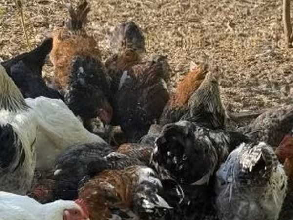 Chickens