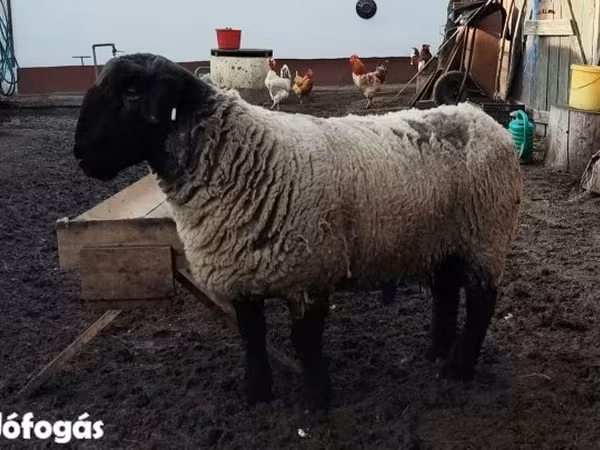 Ovca, White Suffolk sheep