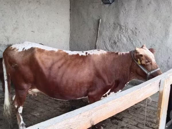 Krowa, Simmental cattle