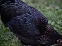 Australorp — Foto 6