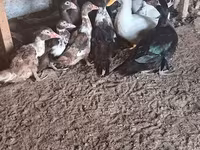 Nemački pekin — fotografija 1