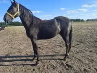 Koń, Nonius horse — zdjęcie 3