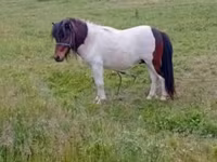 公马, Horses — 照片 1