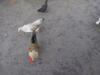 Chickens — fotografija 1