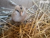 Chickens — फ़ोटो 1
