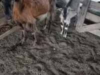 Ziegenbock, Ziegen — Foto 2