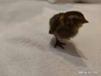 Quails — zdjęcie 5