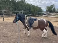 Caballo, Caballos — foto 4