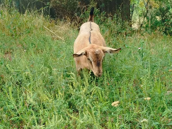 Koza, Saanen goat