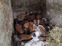 Owca, Cameroon sheep — zdjęcie 3