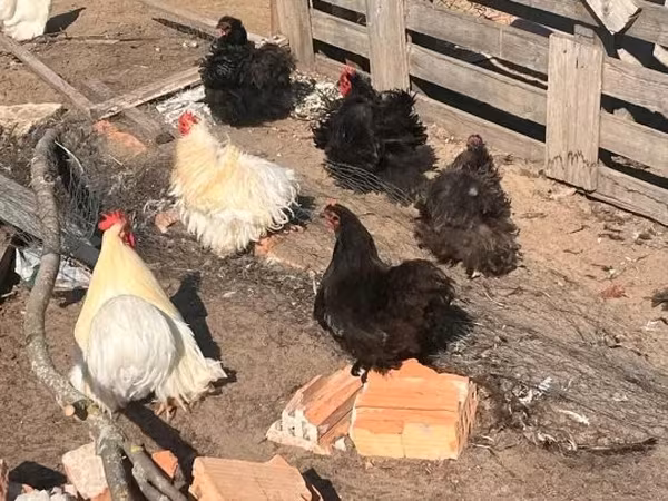 Pekin-Zwerg
