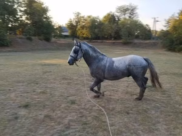 Cavalo, Lipizzaner