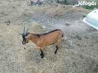 Jarac, Alpine goat — fotografija 2