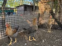 Chickens — 照片 1