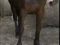 Caballo, Friesian — foto 3