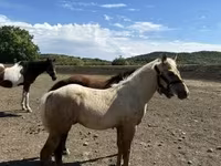 Cavalo, Cavalos — foto 5