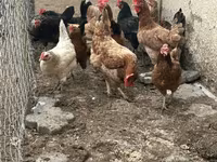 Chickens — 照片 3