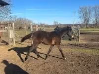 Айғыр, Hungarian horse breed — 3-сурет