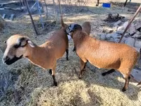 Schaf, Cameroon sheep — Foto 5