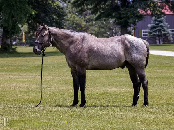 Pastuv, Quarter Horse