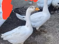 Geese — फ़ोटो 3