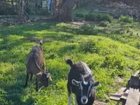 母山羊, Goats — 照片 1