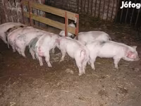 Boar, Крупная белая — photo 2