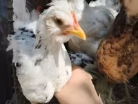 Chickens — zdjęcie 4