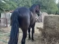 Pastuv, Friesian — fotografija 4