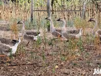 Geese — foto 8